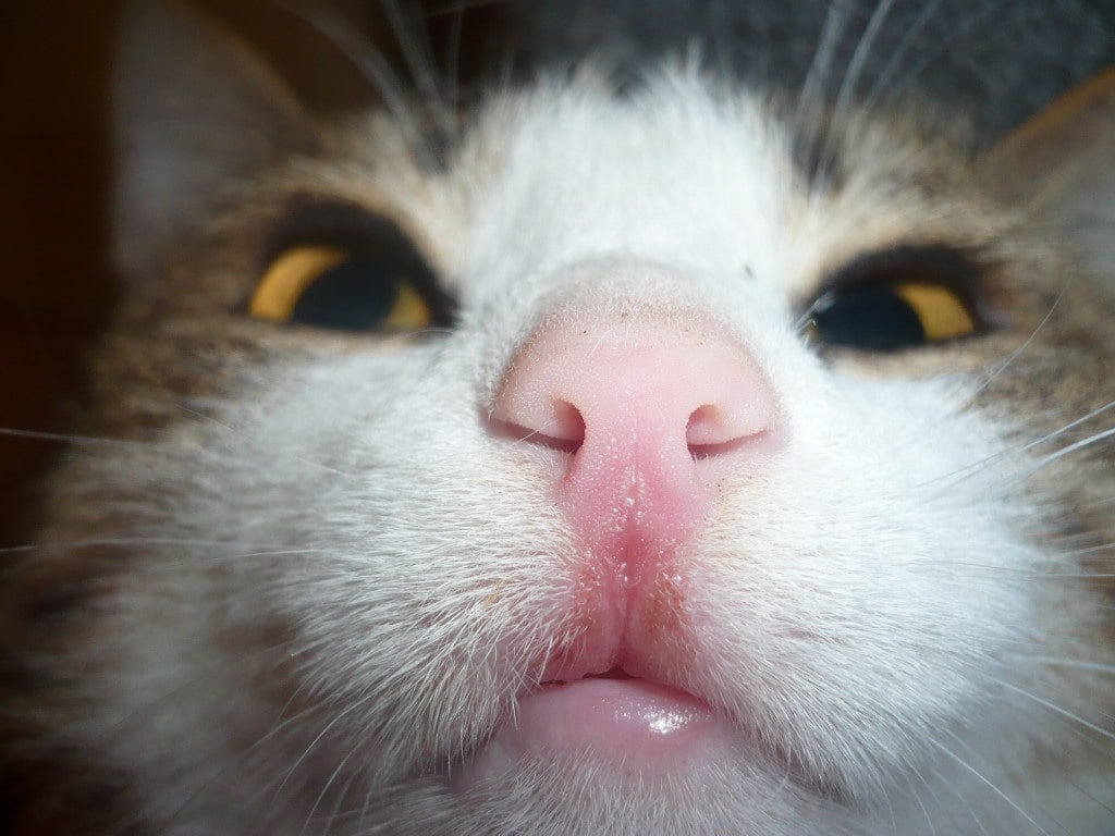 Alergia en el gato