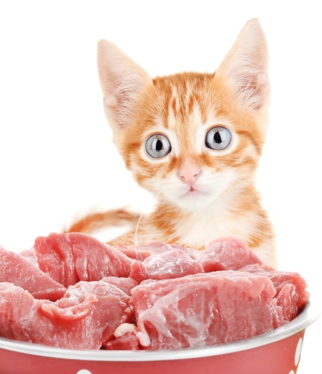 Alimentación del gatito con comida casera