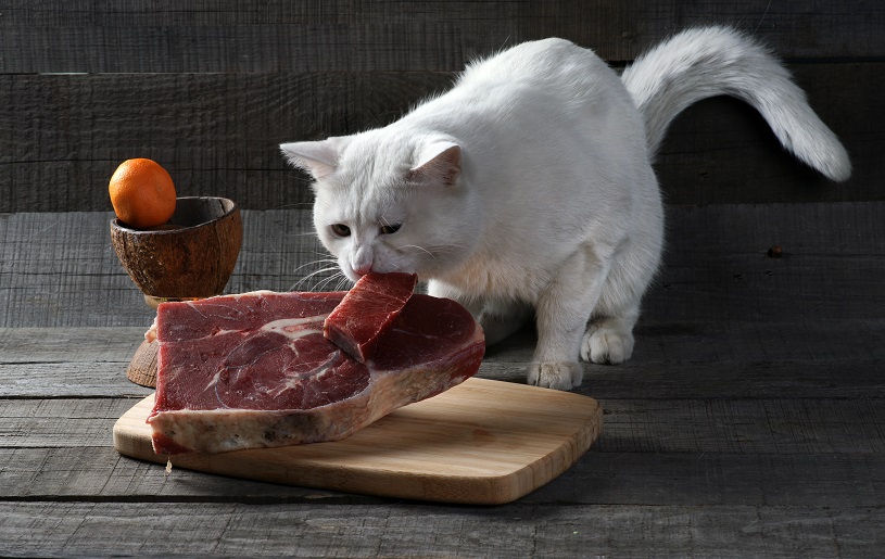 Con qué no se debe alimentar a los gatitos