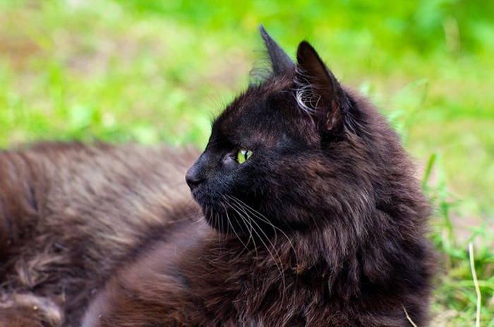 gato chocolate de York