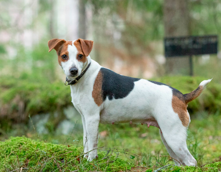 raza: perro de granja danés-sueco