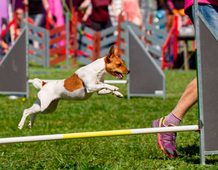 agility del perro de granja danés-sueco