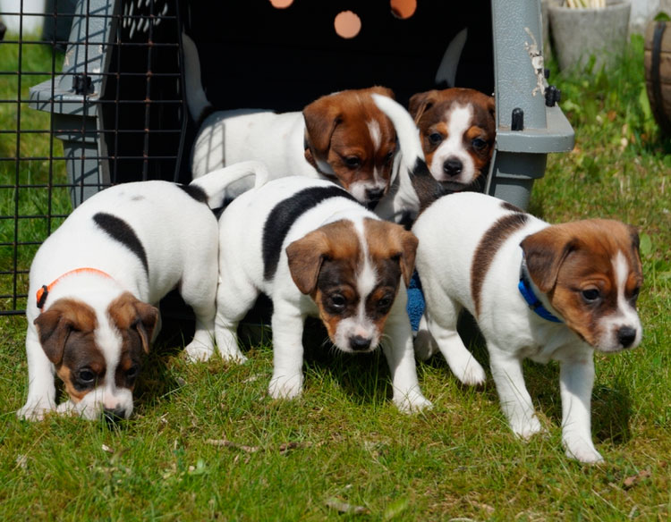 Cachorros del perro de granja danés-sueco