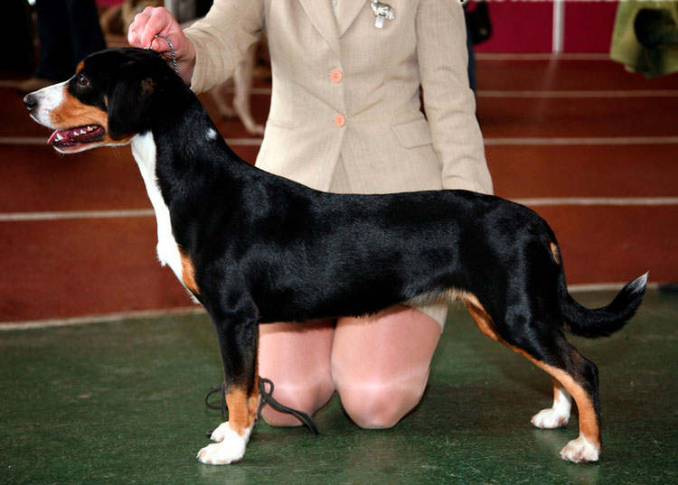 Estándar del Entlebucher Sennenhund