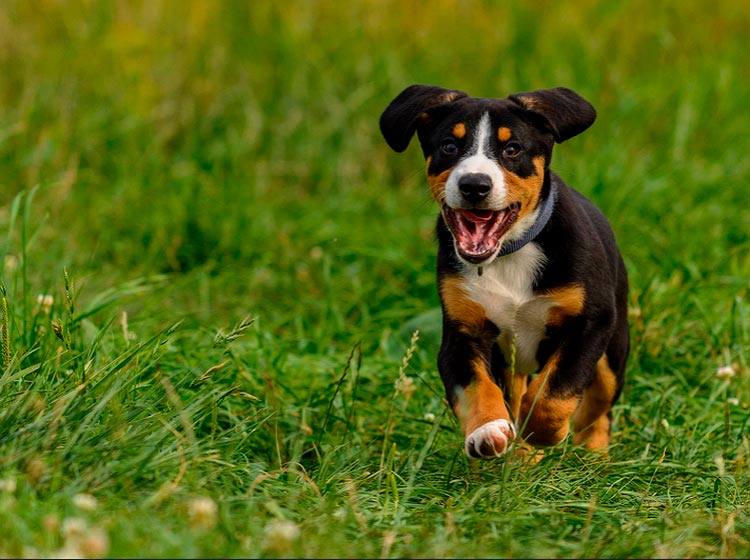 Cachorro de Entlebucher Sennenhund