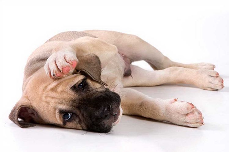 Perro triste