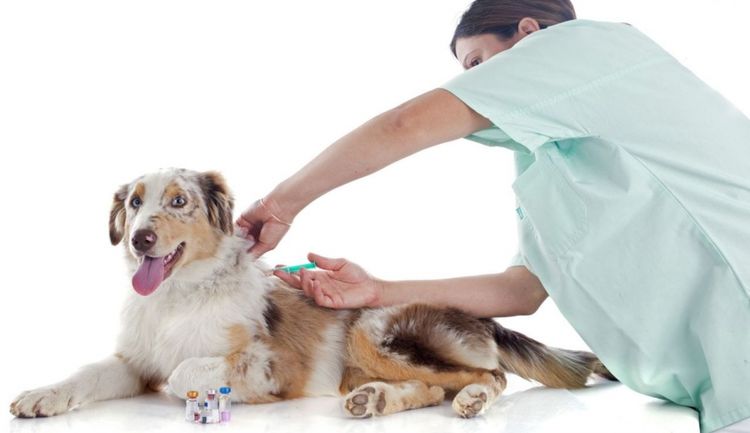 Inyección subcutánea en el perro