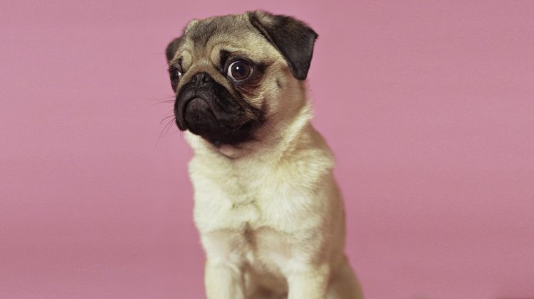 Pug