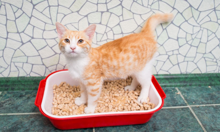 Síntomas de lombrices en gatos, tipos de helmintos, diagnóstico, tratamiento