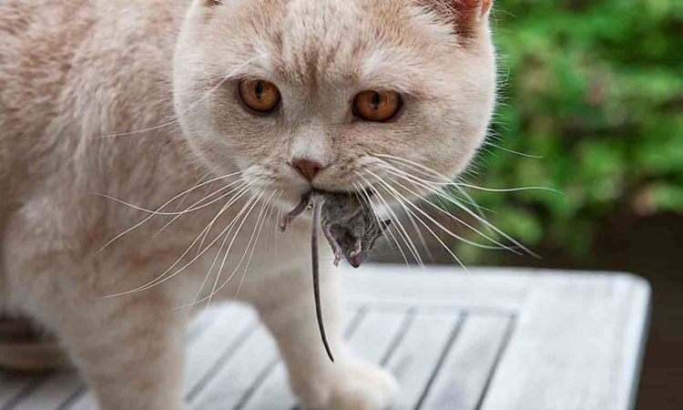 Lombrices en gatos - vías de contagio, tratamiento