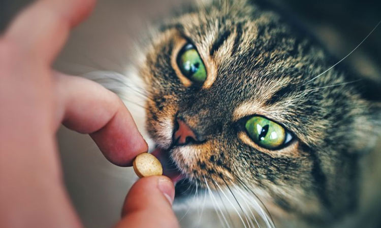 Tratamiento de las helmintiasis en gatos
