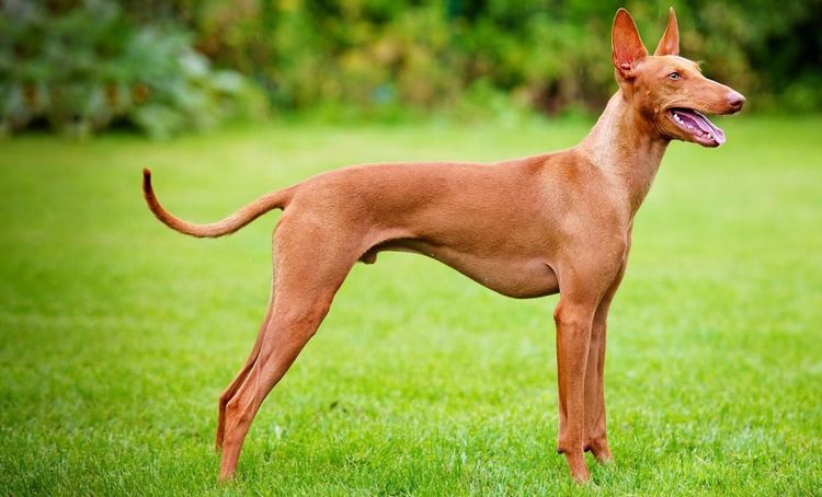 Perro del faraón