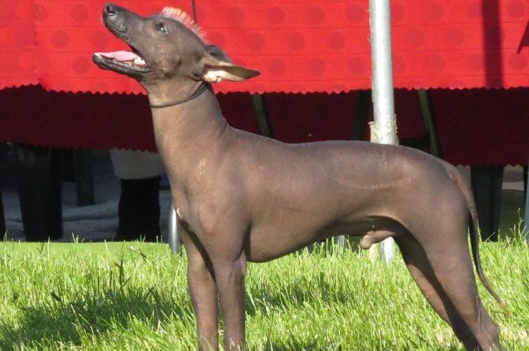 Perro sin pelo peruano (perro calvo Moche)