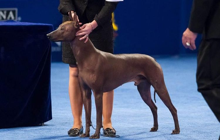 Perro sin pelo mexicano (Xoloitzcuintle)
