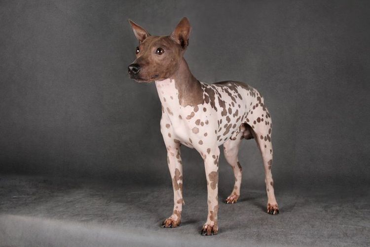 Terrier americano sin pelo