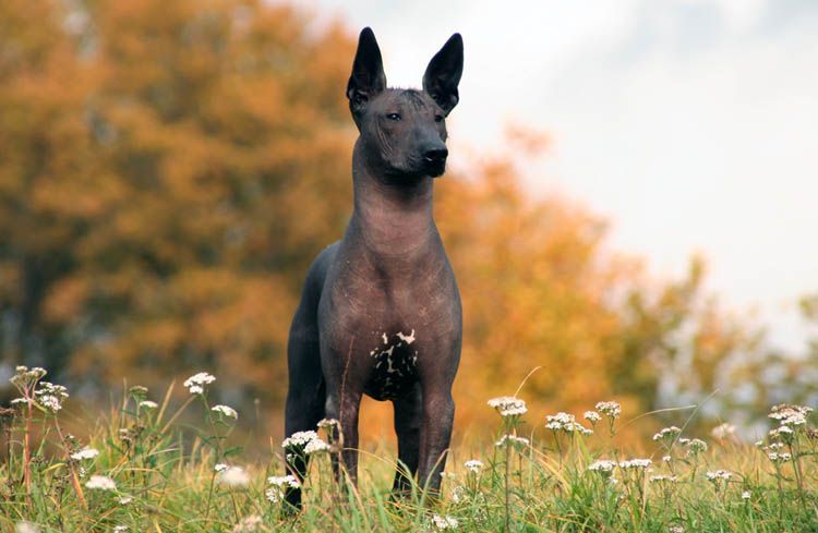 Perro desnudo ecuatoriano