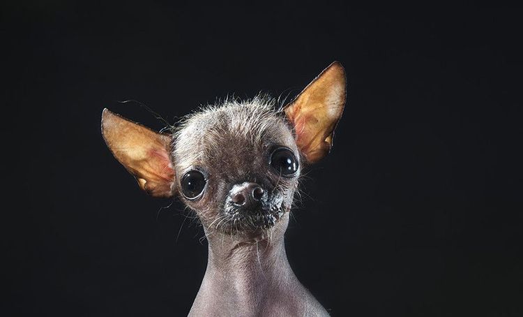 Perro calvo manchú