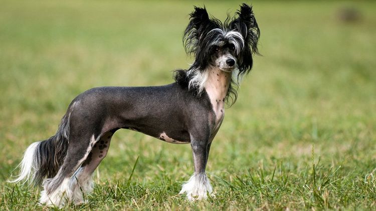 Perro sin pelo chino