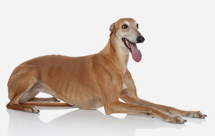 raza de perro Greyhound