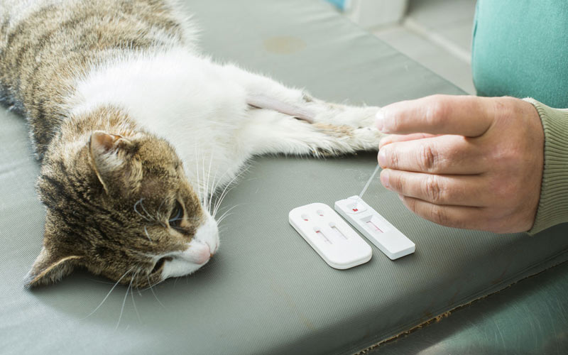 Cómo determinar el grupo sanguíneo del gato