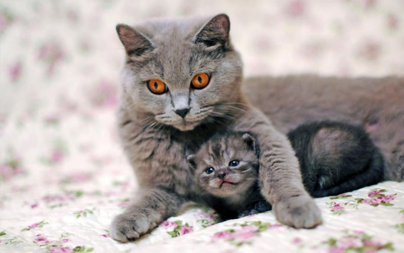 Incompatibilidad del grupo sanguíneo entre la gata y el gatito