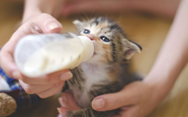 Qué hacer si existe una alta probabilidad de incompatibilidad entre la gata y los gatitos