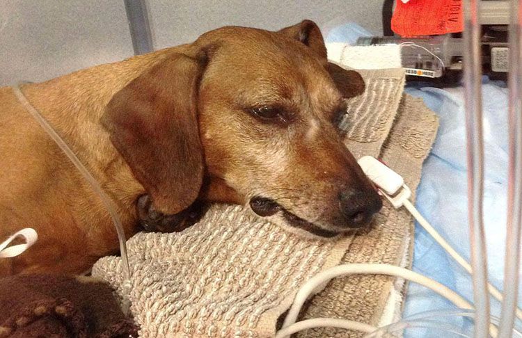 Ictus en el perro