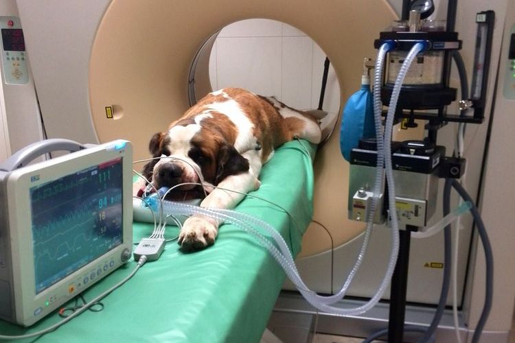 Resonancia magnética en el perro