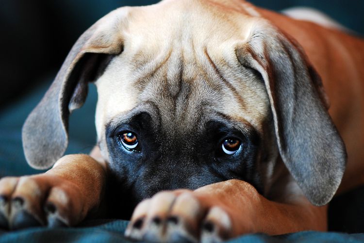 El perro está enfermo