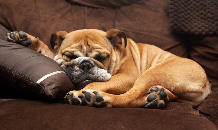 El perro duerme