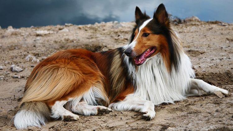 Hermoso collie