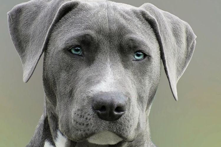 Perro con ojos azules