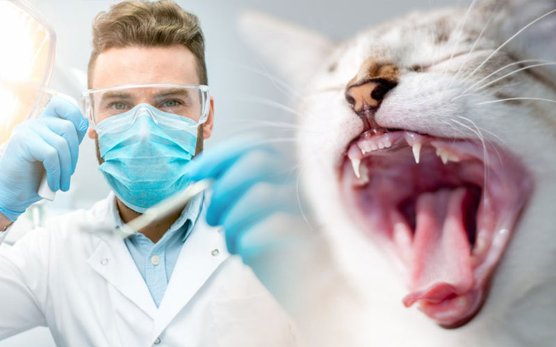 Cómo cepillar los dientes al gato y por qué es tan importante