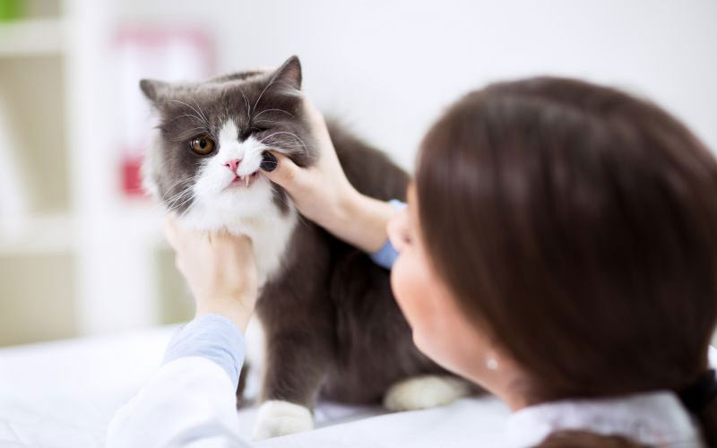 Cepillamos los dientes al gato en casa o en el veterinario