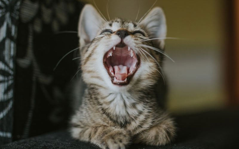 Cómo acostumbrar al gato a cepillarse los dientes