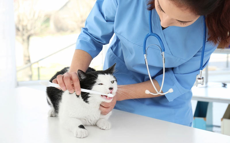 Cómo limpiar los dientes a un gato en casa
