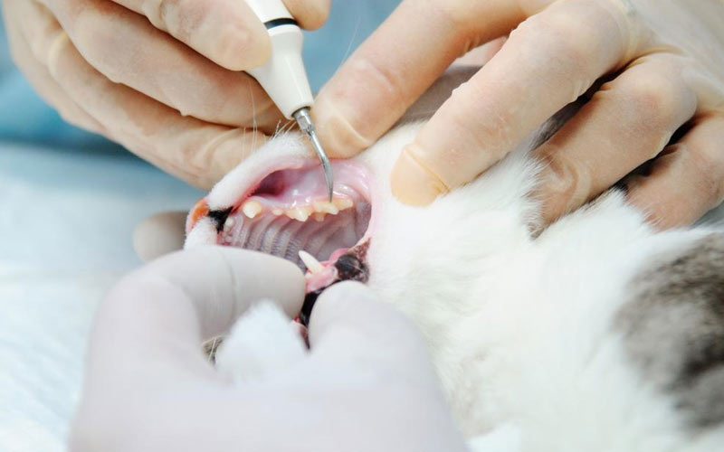 Limpieza dental por ultrasonidos para gatos: peculiaridades y contraindicaciones del procedimiento