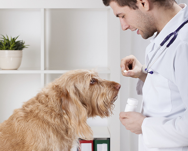 Cómo administrar la pastilla antiparasitaria a un perro