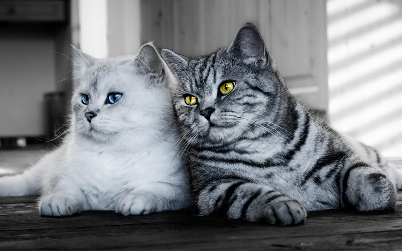 ¿Cómo hacer que dos gatos adultos se lleven bien?