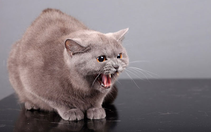 cómo lograr que dos gatos se lleven bien en casa