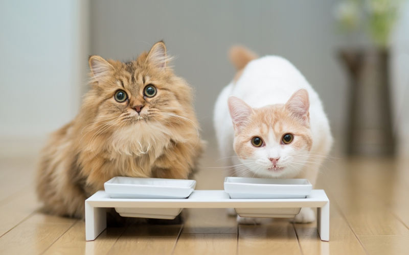 Dos gatos en casa - cómo reconciliarlos, reglas de convivencia