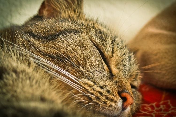 El gato duerme