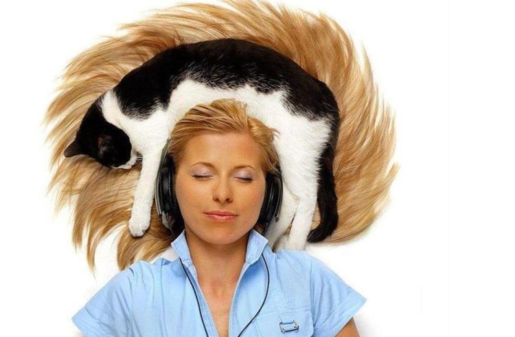 El gato duerme sobre la cabeza de la dueña