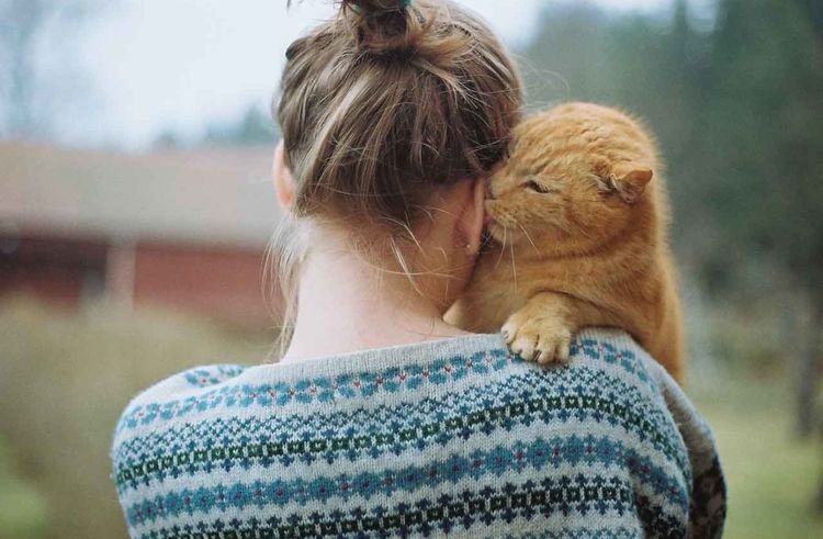 El gato lame la oreja a la dueña