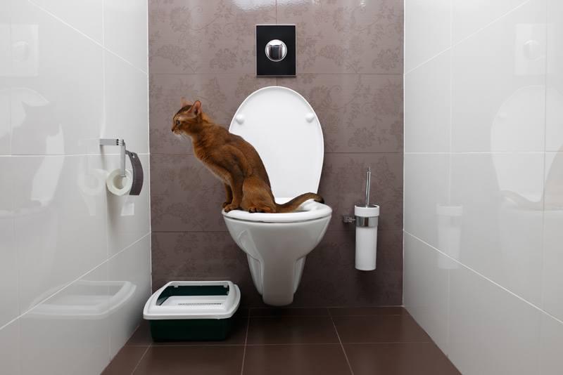 Wie gewöhnt man ein Kätzchen an die Toilette?