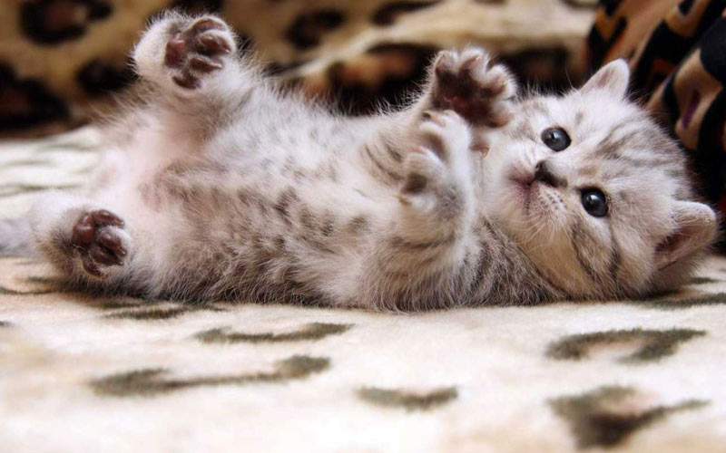 En qué fijarse al elegir un gatito