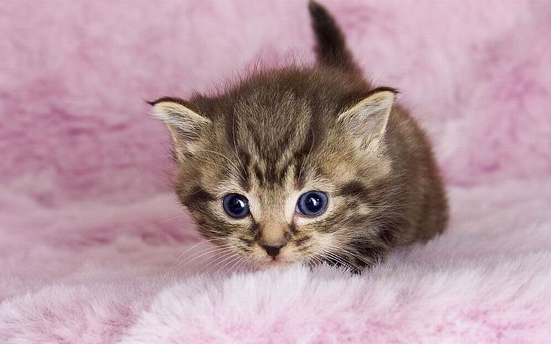 a quién es mejor elegir, ¿gato o gata?