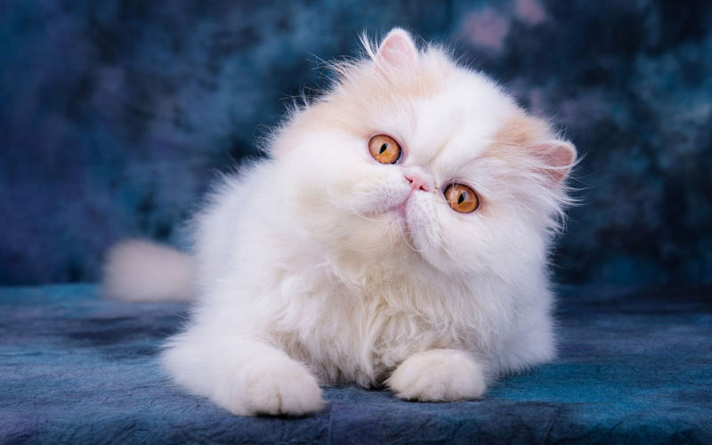 Cómo elegir un gatito bonito y sano