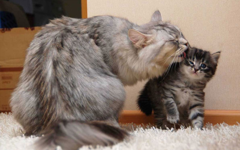 A qué edad adoptar un gatito