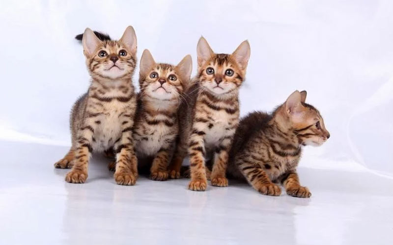 Cómo elegir un gatito: salud, raza, carácter
